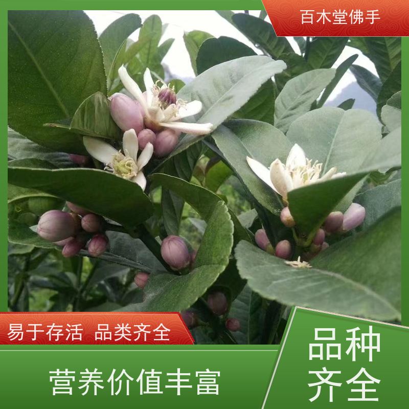 百木堂园林景区栽植水果种植观赏植物 美丽多姿