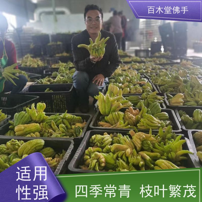 百木堂城市景观绿化树 半夏种植造型优美 附加值高