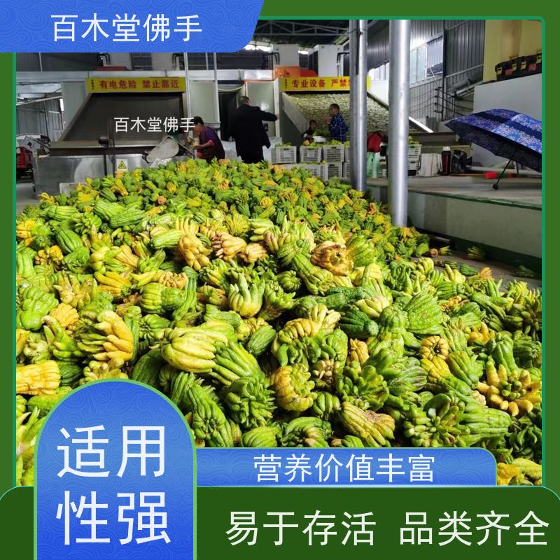 百木堂种苗基地直供中药材佛手种植适用性强 较耐干旱