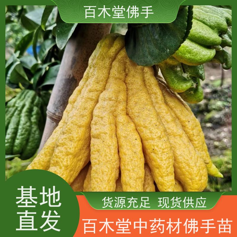 百木堂种苗基地直供贝母种植树形丰富 附加值高