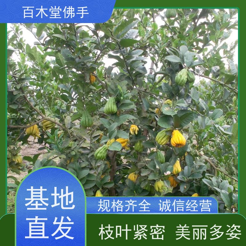 百木堂种苗基地直供柚子种植适用性强 生长迅速