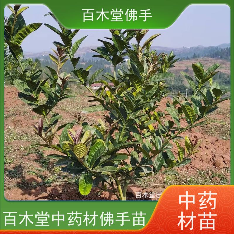 百木堂园林景区栽植水果种植植株茂密 生长迅速