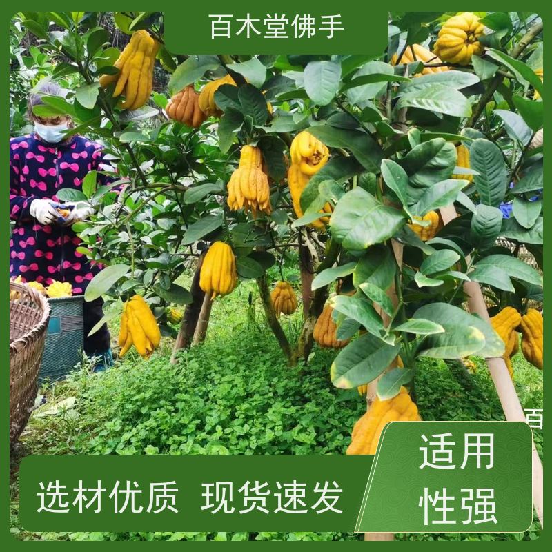 百木堂园林景区栽植半夏种植枝叶紧密 规格齐全