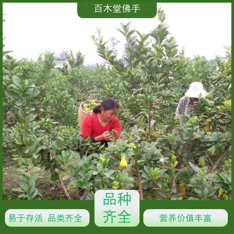百木堂种苗基地直供良种佛手苗高成活率 生长迅速