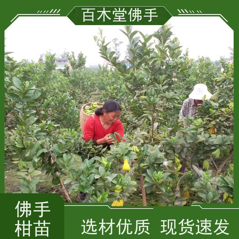 百木堂种苗基地直供中药材种植枝叶紧密 美丽多姿