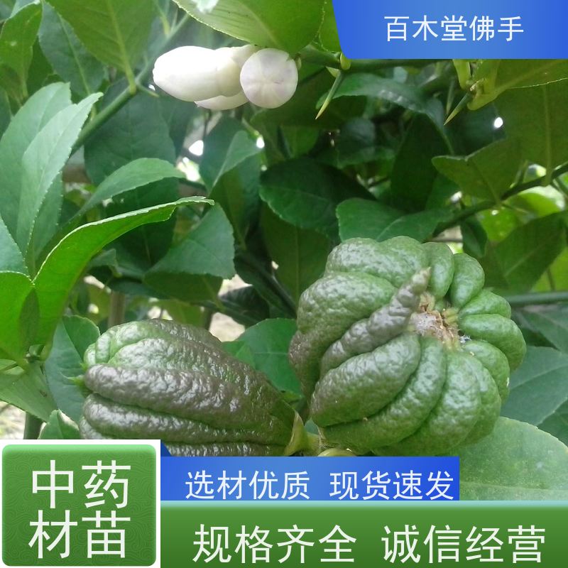 百木堂种苗基地直供白芨种植树形丰富 附加值高