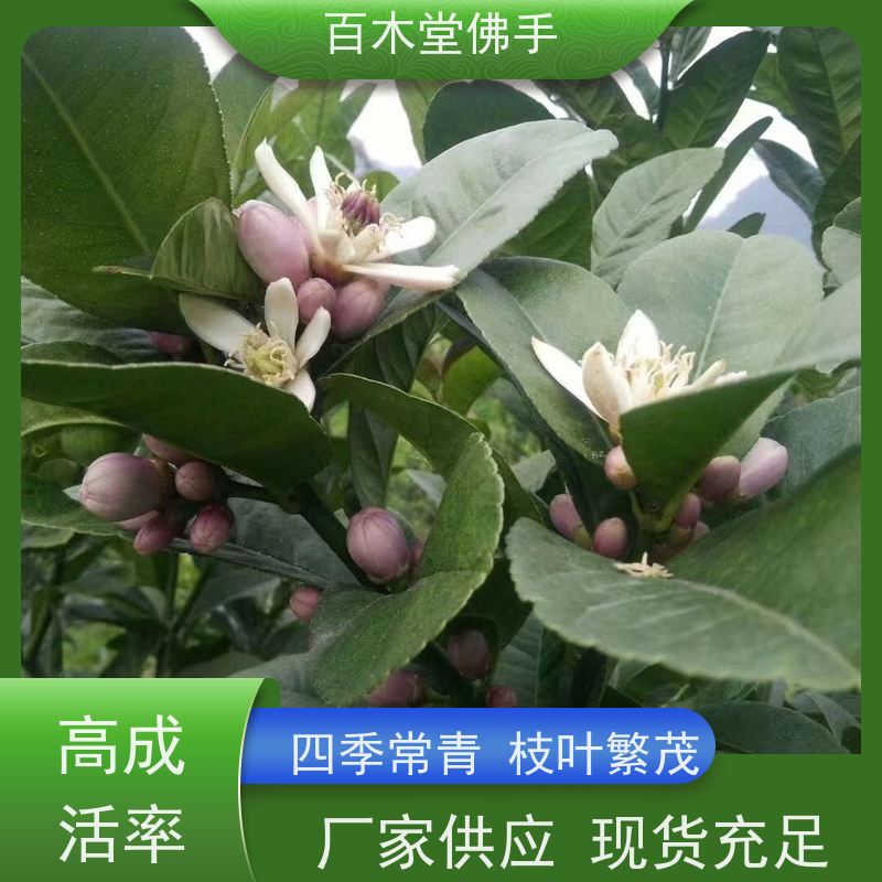 百木堂园林景区栽植柠檬种植植株茂密 用途广泛