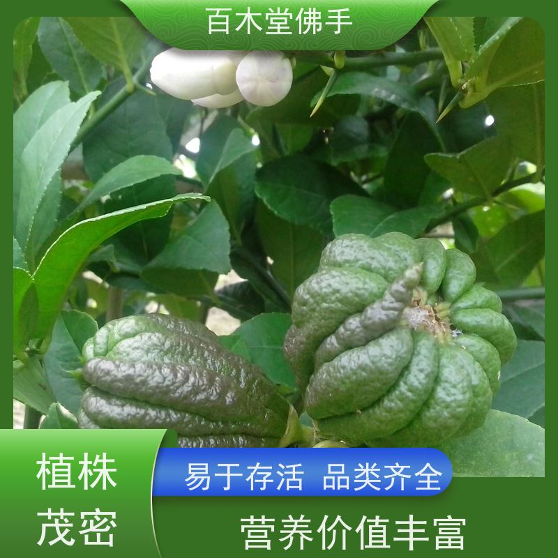 百木堂种苗基地直供水果种植枝叶紧密 用途广泛