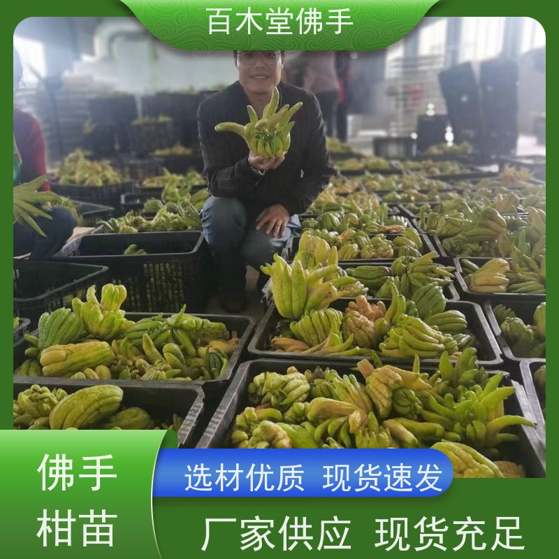 百木堂种苗基地直供贝母种植树形丰富 成活率高
