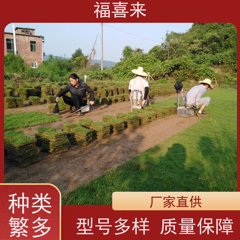 福喜来苗圃 马尼拉草块供应 公园绿化混播草坪 常绿耐踩踏
