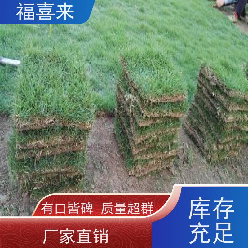 福喜来苗圃 草块 现挖现发品种齐全 常绿耐踩踏