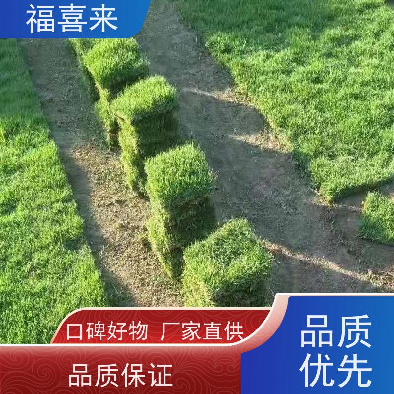 福喜来苗圃 马尼拉草块出售 耐寒耐践踏易存活暖季型 基地供应
