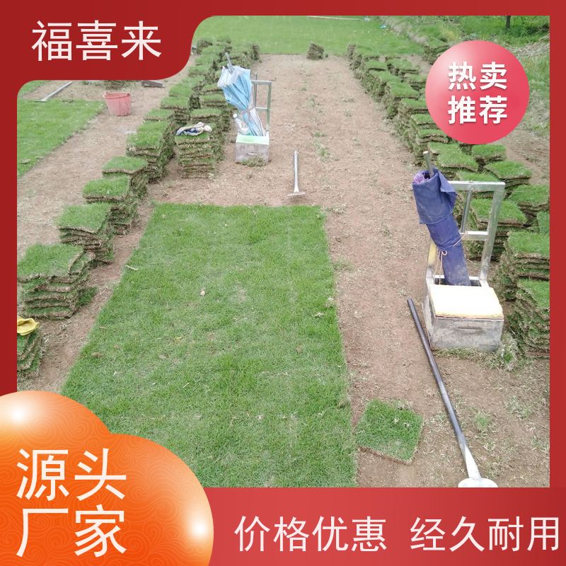 福喜来苗圃 马尼拉草块 现挖现发品种齐全 常绿耐踩踏