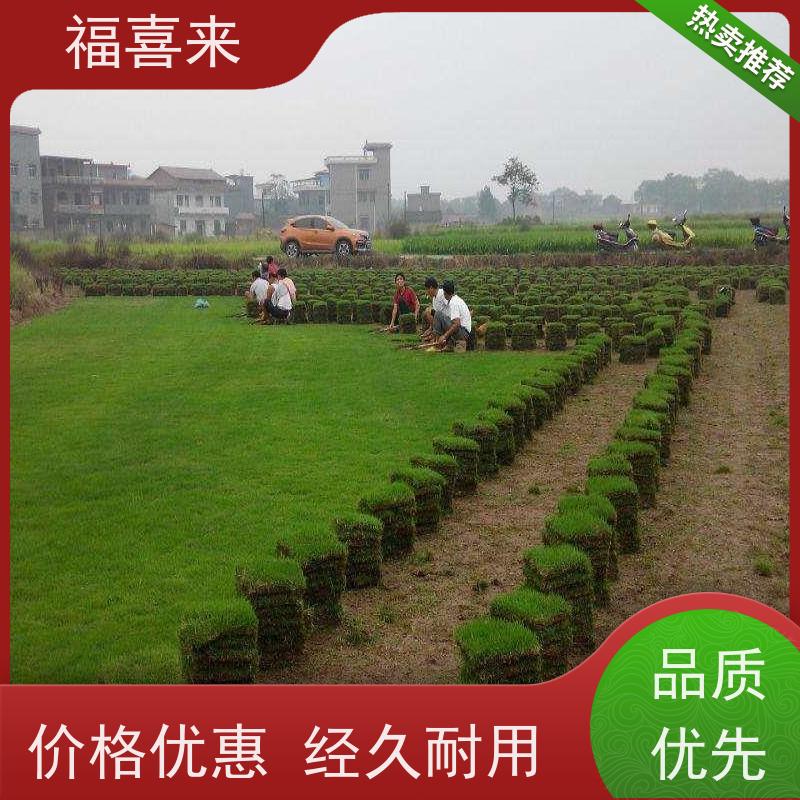 福喜来苗圃 马尼拉草块供应 球场用草 耐旱易打理 工程草坪