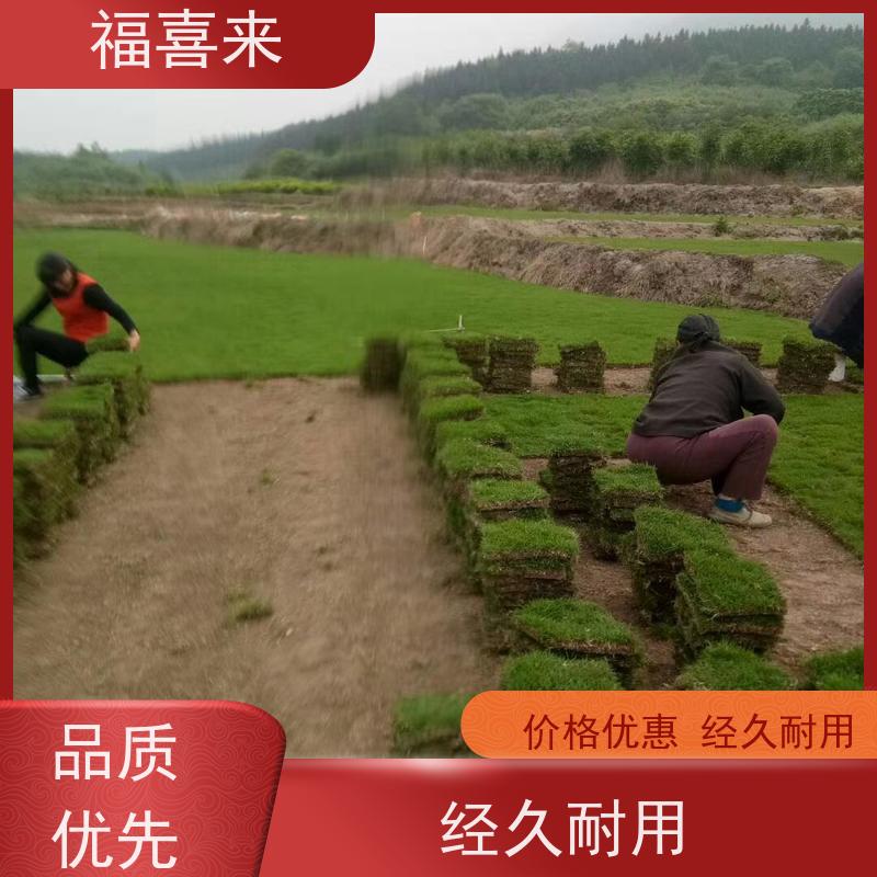 福喜来苗圃 马尼拉草块直供 道路园区绿化用 工程草坪
