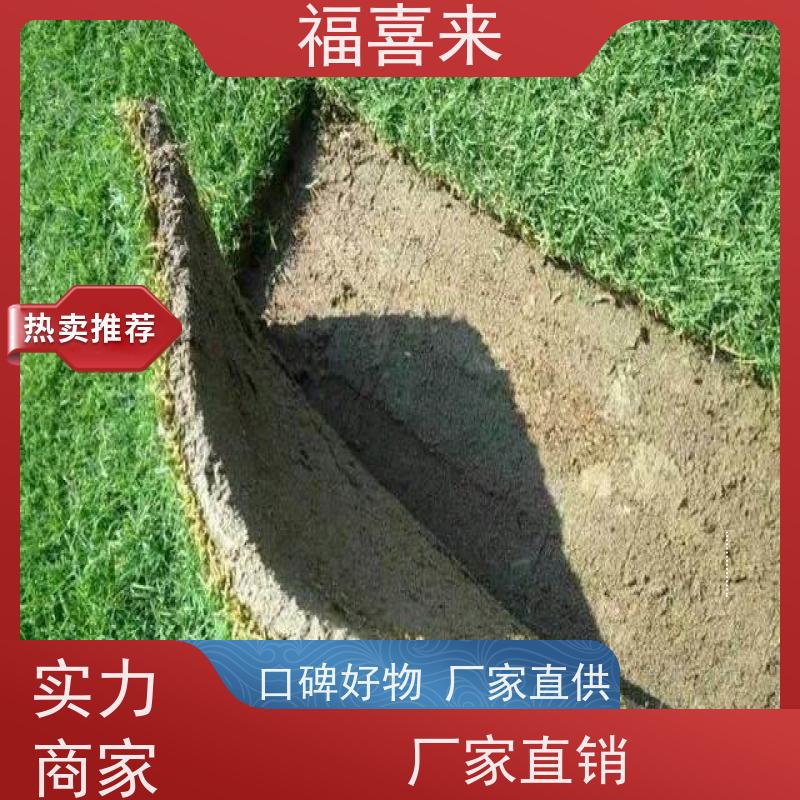 福喜来苗圃 草皮供应 球场用草 耐旱易打理 工程草坪