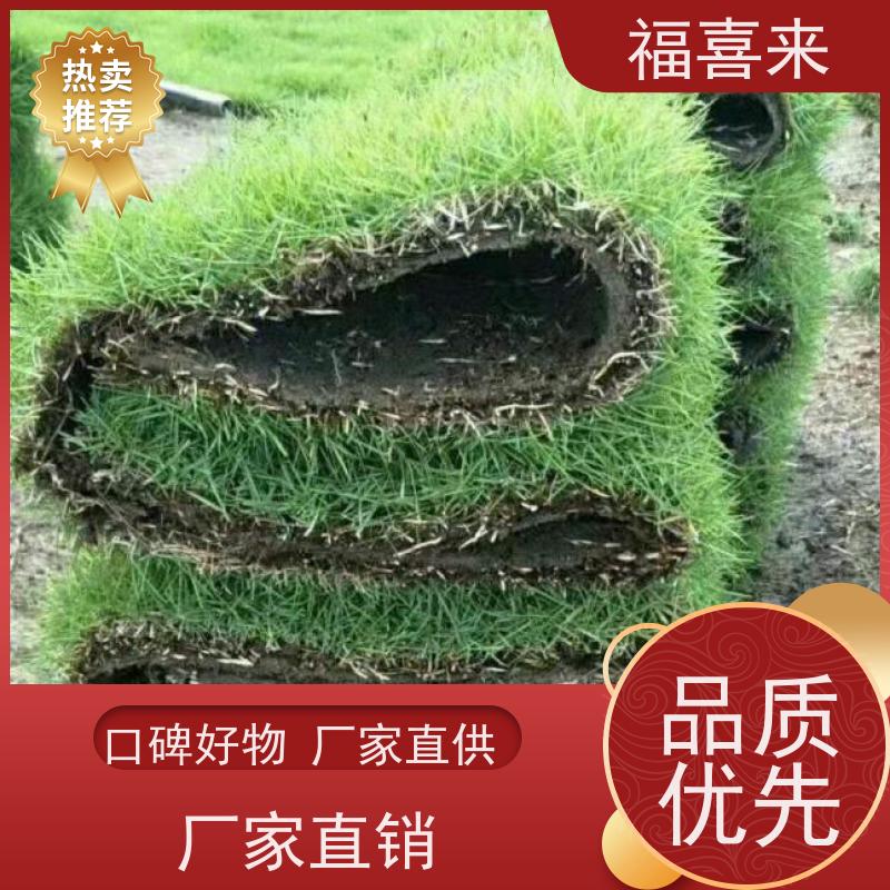 福喜来苗圃 马尼拉草卷出售 耐寒耐践踏易存活暖季型 工程草坪