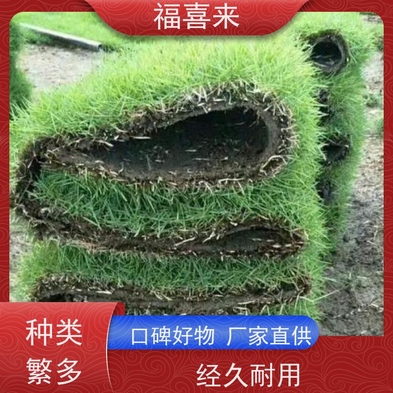 福喜来苗圃 马尼拉草卷 耐寒耐践踏易存活暖季型 工程草坪