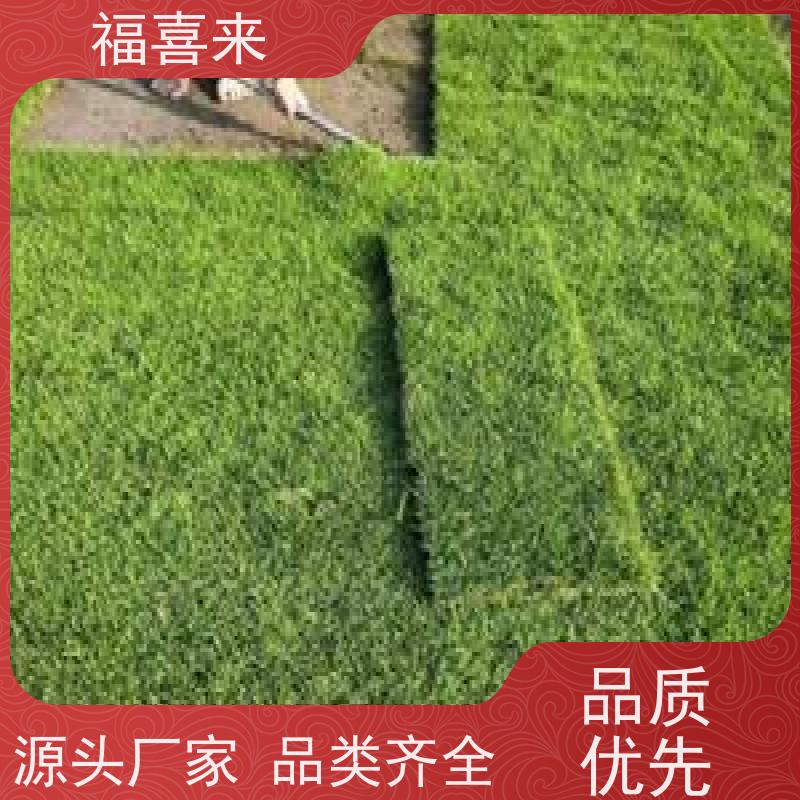 福喜来苗圃 马尼拉草皮批发 道路园区绿化用 基地供应