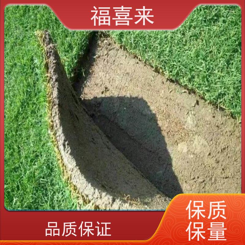 福喜来苗圃 草皮供应 精品货效果好 草坪基地直发