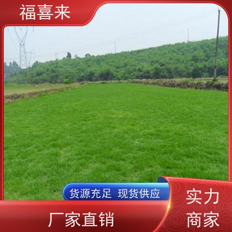 福喜来苗圃 草皮出售 球场用草 耐旱易打理 草坪基地直发