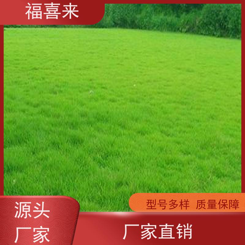 福喜来苗圃 马尼拉草皮 现挖现发品种齐全 工程草坪