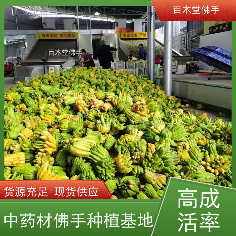 百木堂园林景区栽植水果种植适用性强 较耐干旱