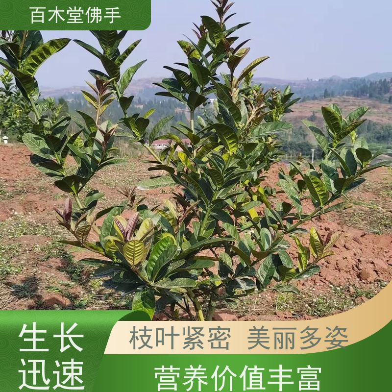 百木堂道路绿化行道苗玄参种植枝叶紧密 附加值高