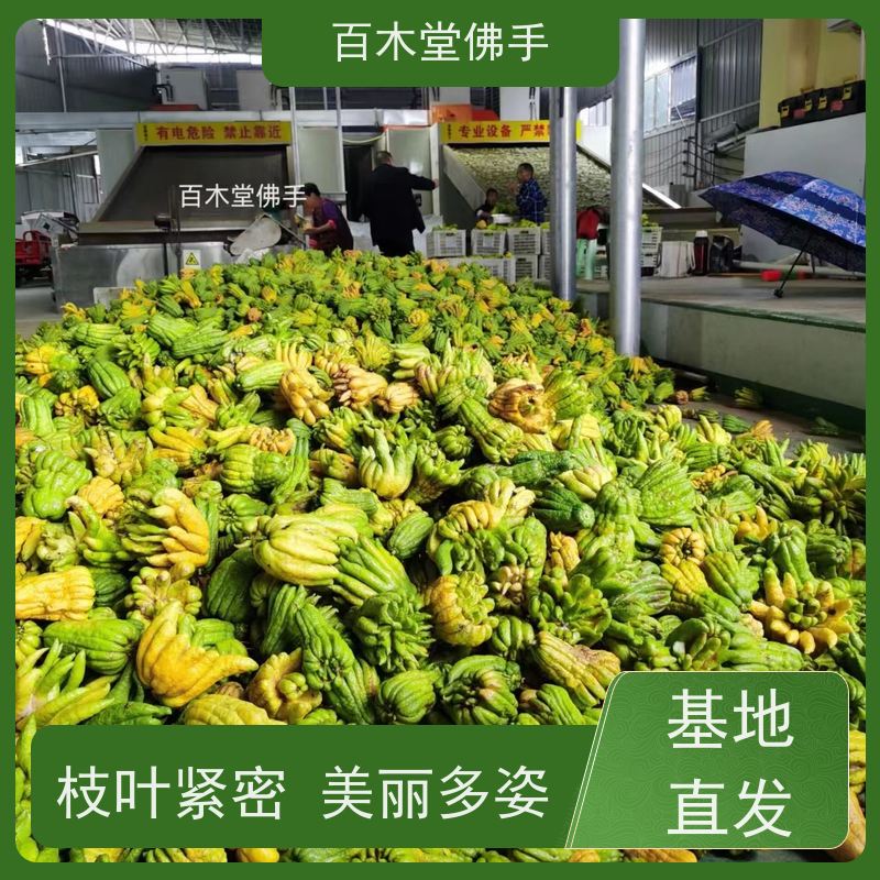 百木堂种苗基地直供金银花种植造型优美 适应性强