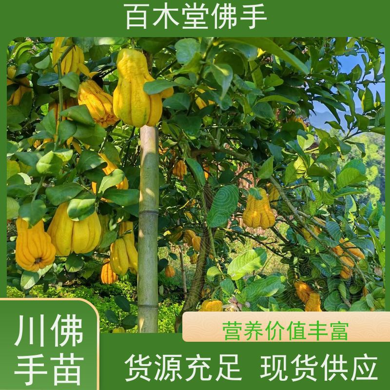 百木堂园林景区栽植川佛手苗适用性强 美丽多姿