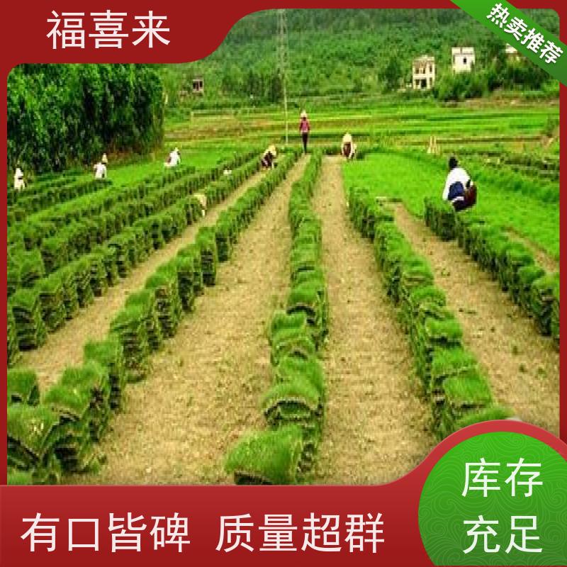 福喜来苗圃 马尼拉草块供应 现挖现发品种齐全 常绿耐踩踏