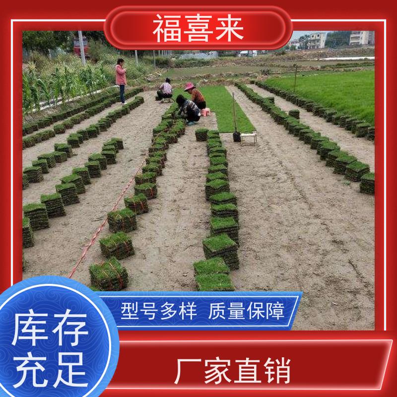 福喜来苗圃 马尼拉草块批发 球场用草 耐旱易打理 基地供应
