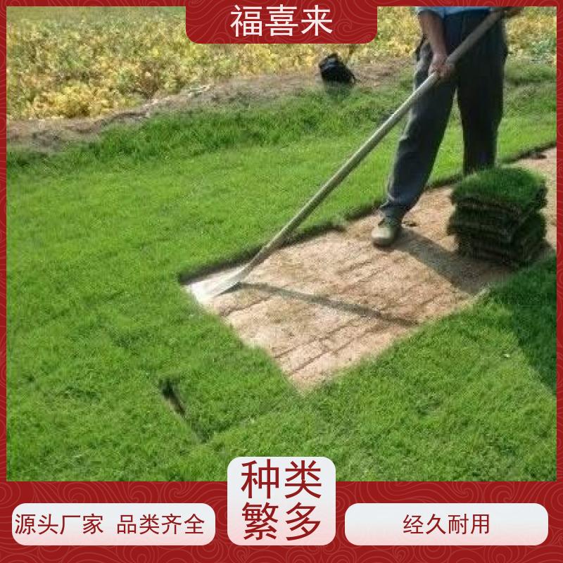 福喜来苗圃 草块出售 球场用草 耐旱易打理 工程草坪