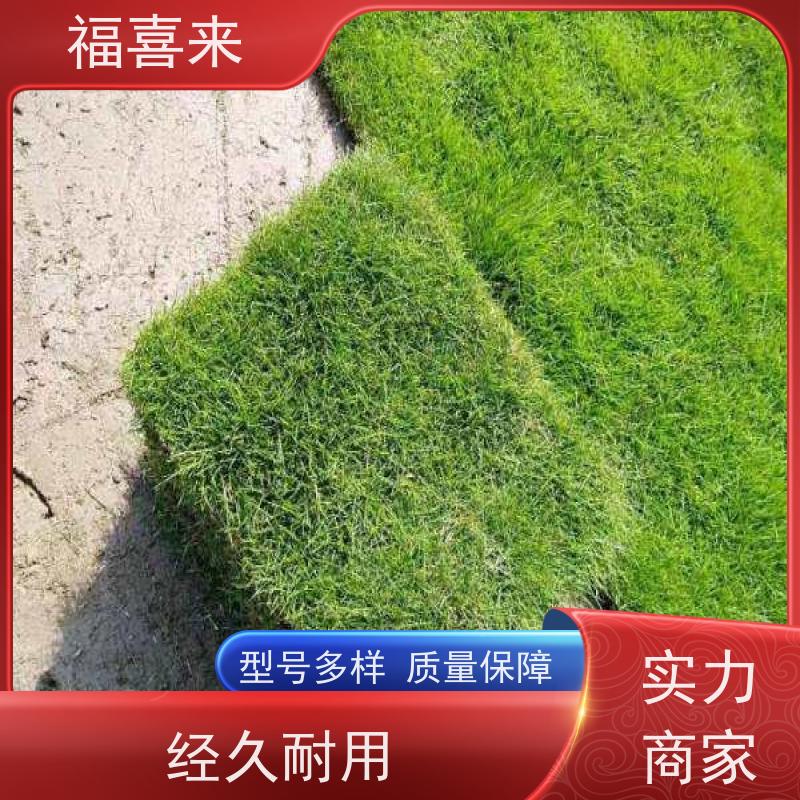 福喜来苗圃 草块出售 现挖现发品种齐全 基地供应