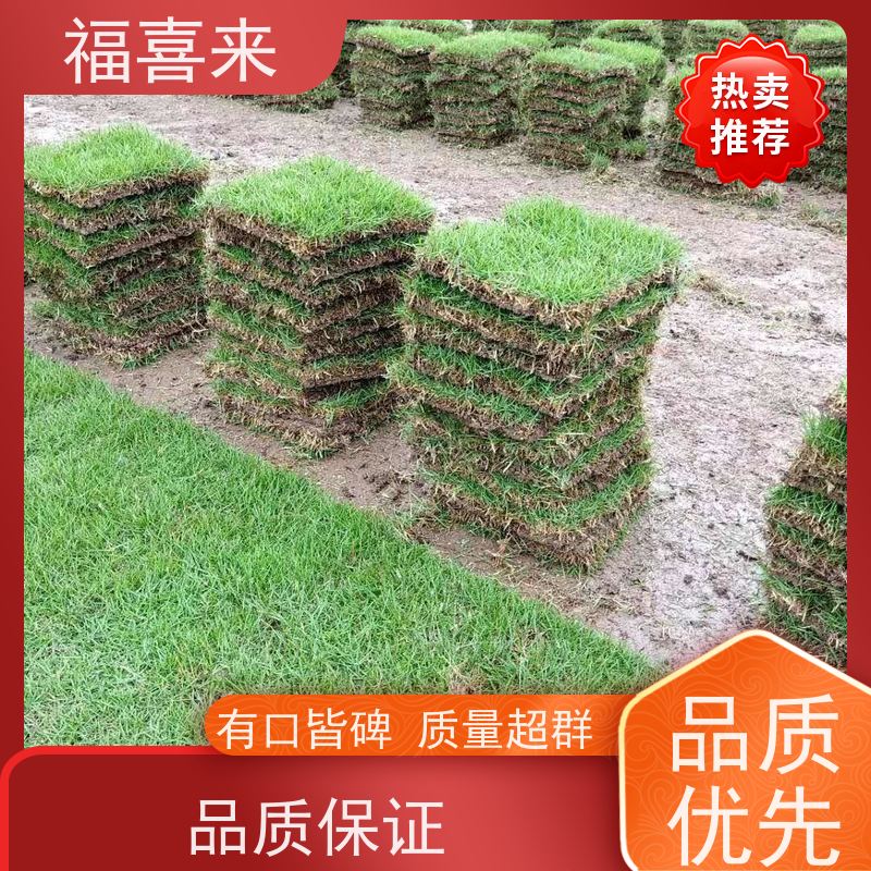 福喜来苗圃 马尼拉草块供应 草皮基地直供 常绿耐踩踏