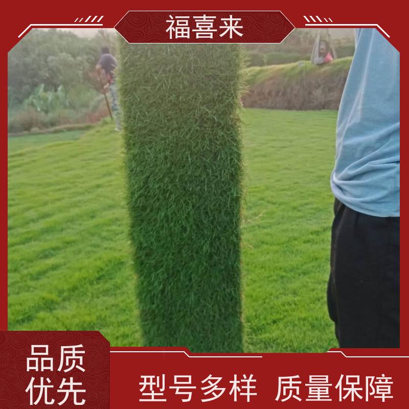 福喜来苗圃 马尼拉草皮供应 公园绿化混播草坪 常绿耐踩踏