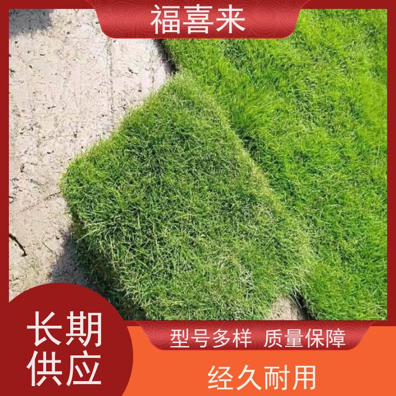 福喜来苗圃 马尼拉草块直供 道路园区绿化用 基地供应