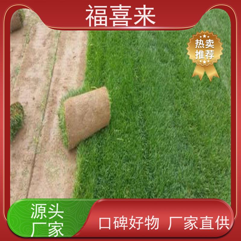 福喜来苗圃 马尼拉草卷批发 球场用草 耐旱易打理 基地供应