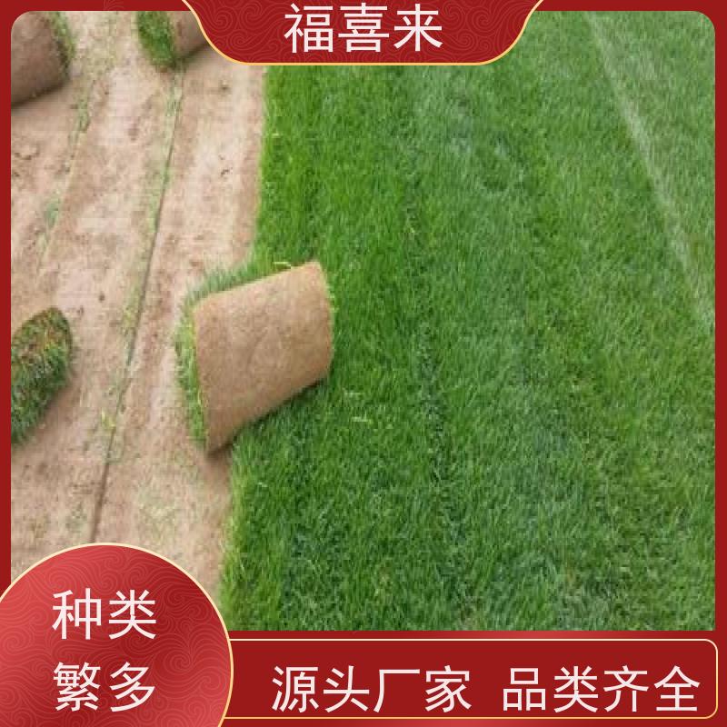 福喜来苗圃 草卷直供 道路园区绿化用 基地供应