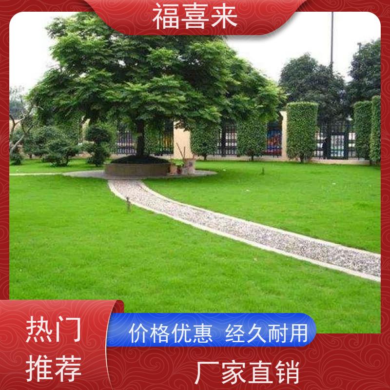 福喜来苗圃 草皮直供 现挖现发品种齐全 草坪基地直发