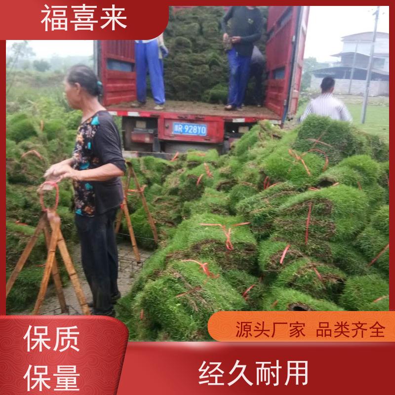 福喜来苗圃 马尼拉草卷出售 精品货效果好 基地供应