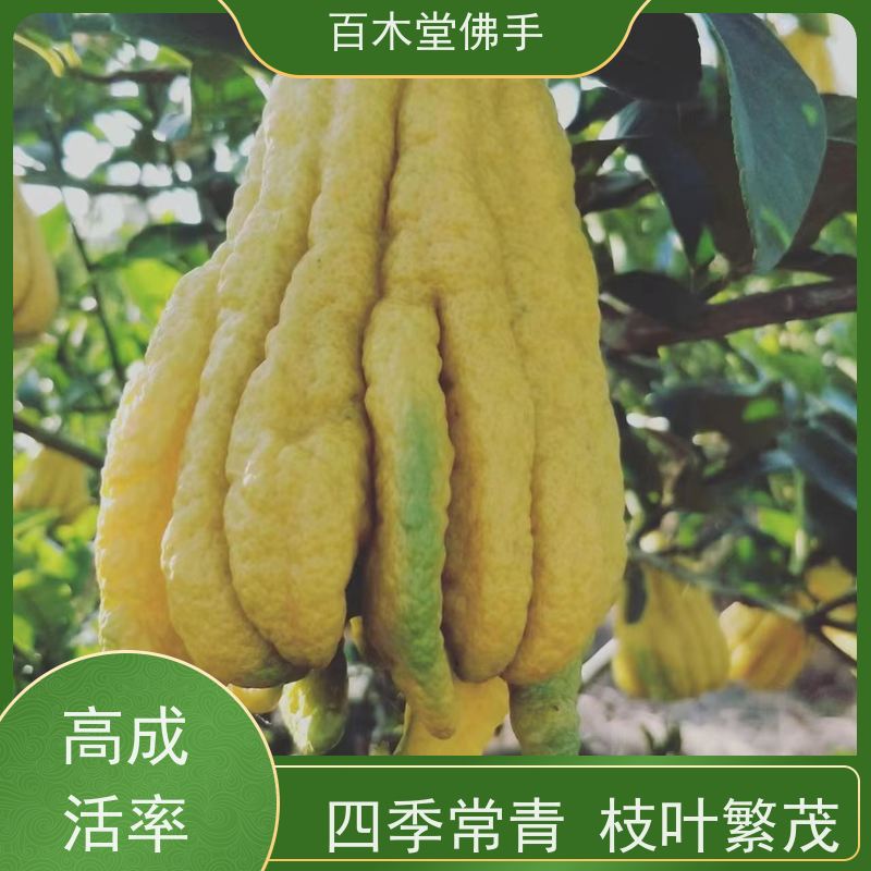 百木堂道路绿化行道苗金银花种植造型优美 用途广泛