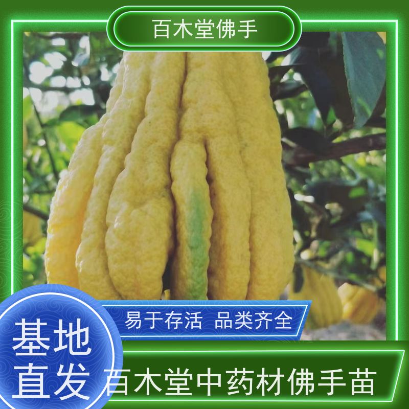 百木堂道路绿化行道苗石菖蒲种植易成活规格齐全