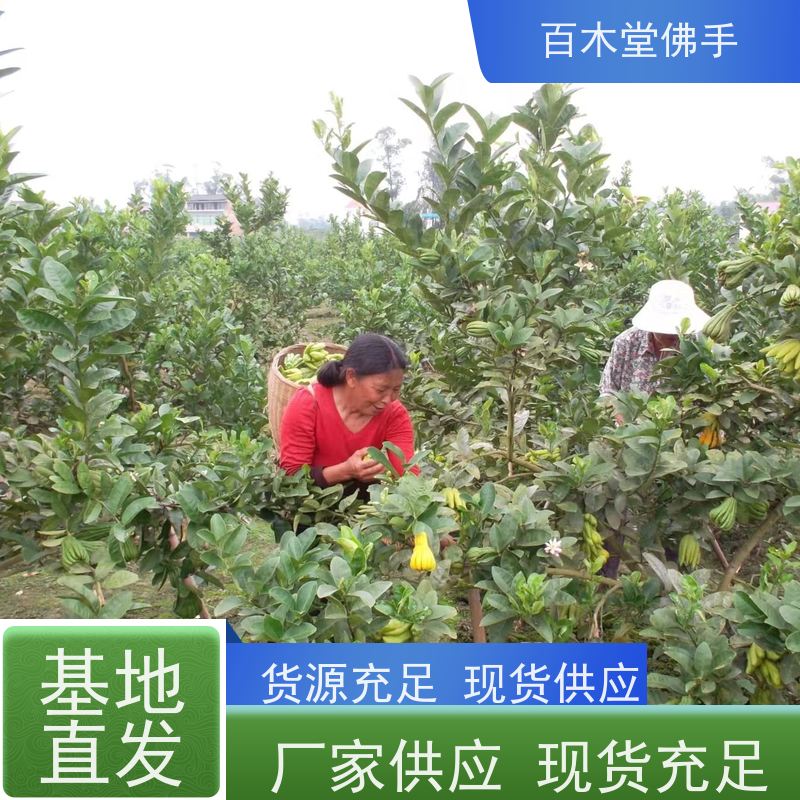 百木堂园林景区栽植良种佛手苗树形丰富 成活率高