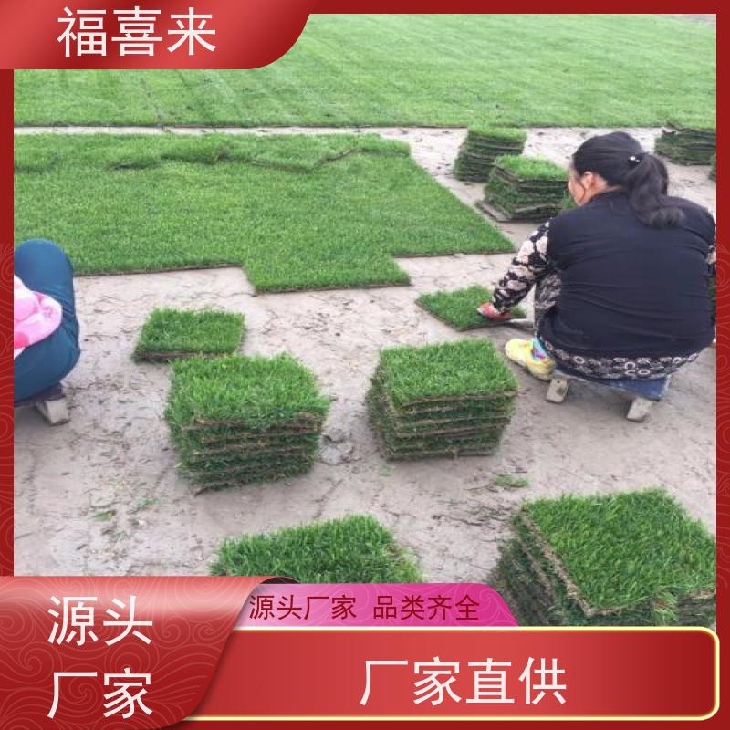 福喜来苗圃 草块直供 现挖现发品种齐全 常绿耐踩踏