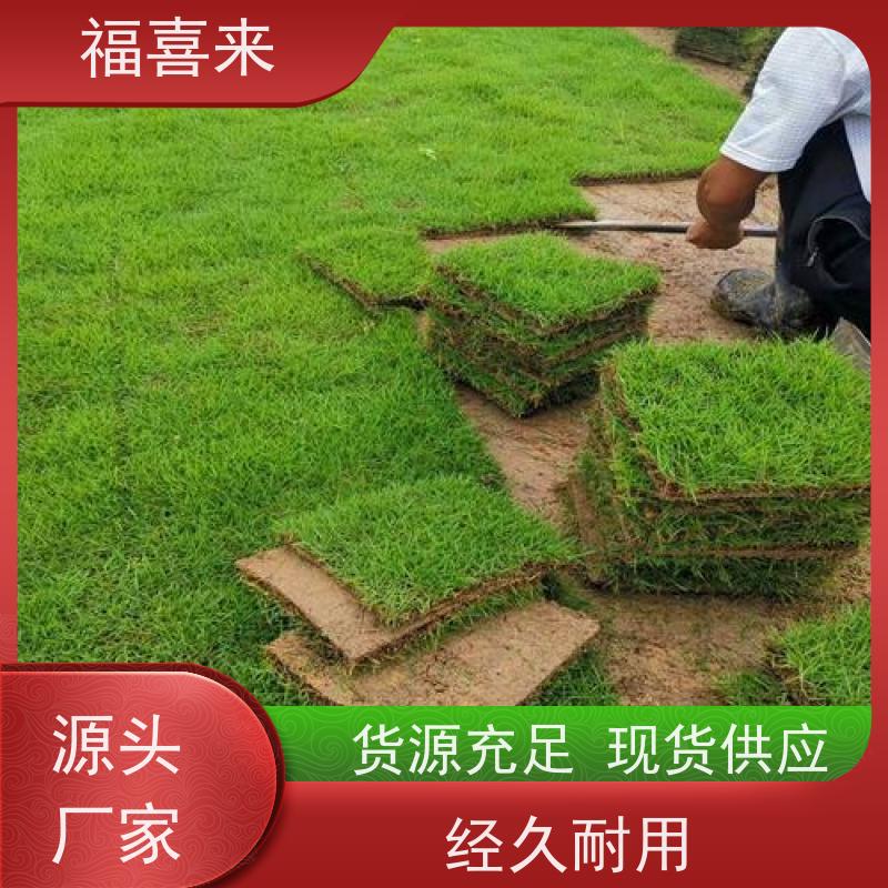 福喜来苗圃 马尼拉草块 道路园区绿化用 草坪基地直发
