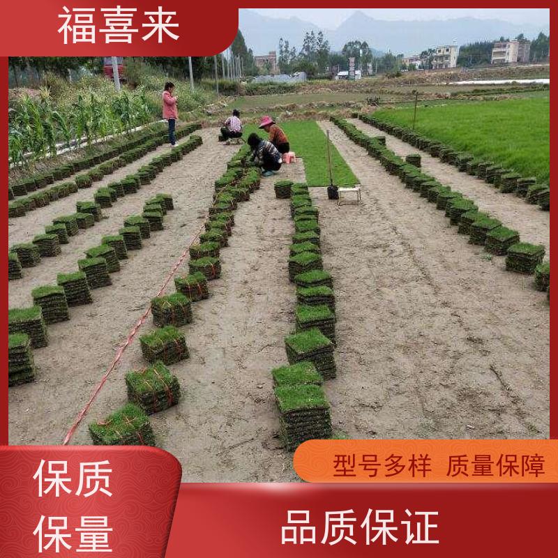 福喜来苗圃 马尼拉草块 耐寒耐践踏易存活暖季型 工程草坪