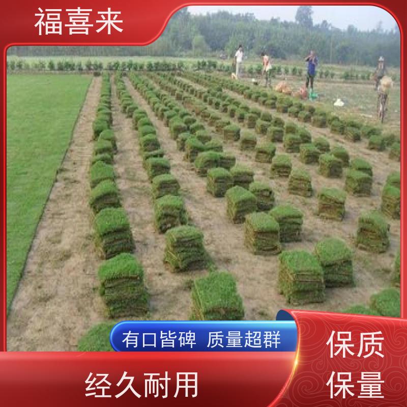 福喜来苗圃 草块批发 球场用草 耐旱易打理 常绿耐踩踏