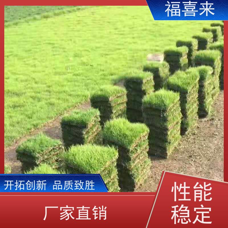 福喜来苗圃 草块直供 现挖现发品种齐全 工程草坪