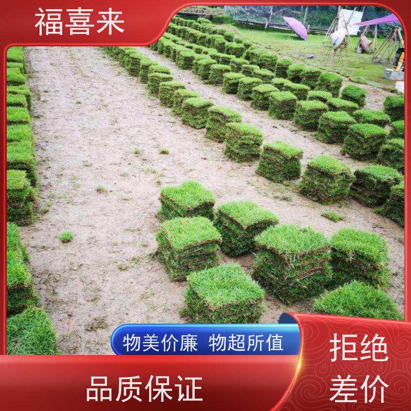 福喜来苗圃 马尼拉草块直供 精品货效果好 草坪基地直发